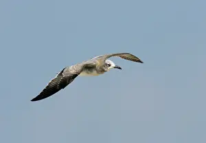Atricilla: Laughing Gull - Autumn