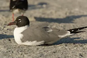 Atricilla: Laughing Gull - in breeding plumage on beach