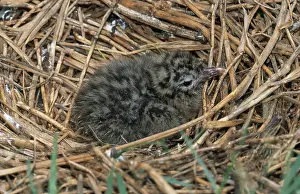 Seagulls: Laughing Gull Chick