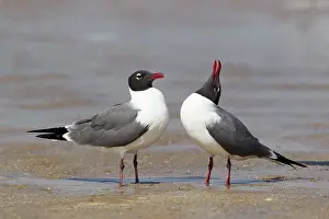 Atricilla: Laughing Gull - courtship behaviour