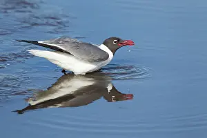 Atricilla: Laughing Gull - drinking