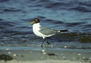 Atricilla: Laughing Gull eating Horseshoe Crab eggs