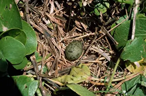 Gillean White: Laughing Gull - egg in nest