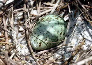 Atricilla: Laughing Gull Egg in Nest