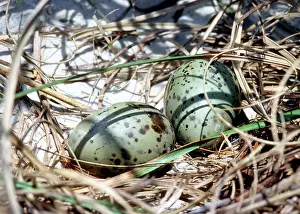 Atricilla: Laughing Gull Eggs