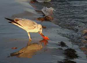 Atricilla: Laughing gull feeding