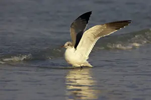 Atricilla: Laughing Gull - flapping wings