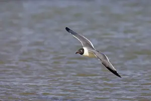 Atricilla: Laughing Gull - in flight