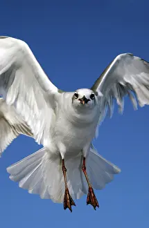 Atricilla: Laughing gull in flight
