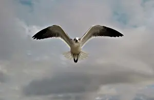Atricilla: Laughing gull in flight