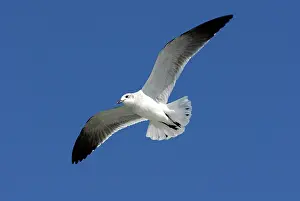 Caroline: Laughing Gull In Flight