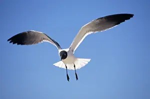 Seagulls: Laughing Gull in flight