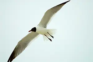 Atricilla: Laughing Gull in flight, adult plumage