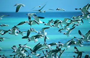 Atricilla: Laughing GULL- in flight over water