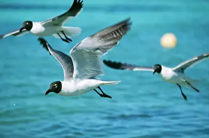 Atricilla: Laughing GULL- in flight, x3