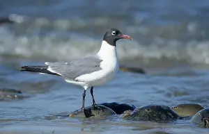Atricilla: Laughing Gull - flock feeeding on Horseshoe Crab Eggs