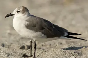 Atricilla: Laughing gull - immature, winter
