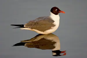 Atricilla: Laughing Gull (Larus atricilla)