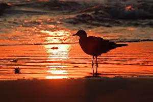 Laughing: Laughing Gull (Larus atricilla) silhouetted