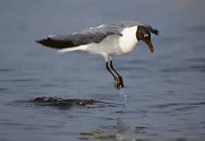 Lift: Laughing Gull - lift off from water