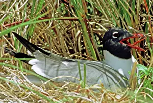 Atricilla: Laughing Gull in Nest