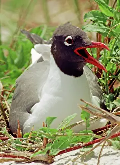 Atricilla: Laughing Gull in Nest