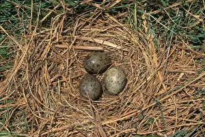Sabine: Laughing Gull Nest and Eggs