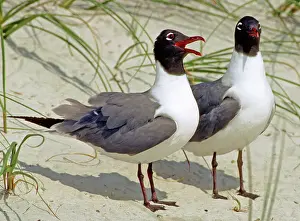 Mated: Laughing Gull Pair