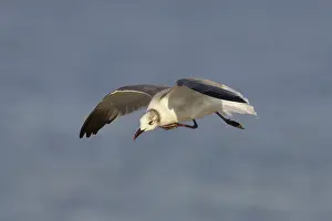 Atricilla: Laughing Gull - scratching in flight