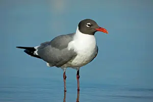 Atricilla: Laughing Gull - Standing in water