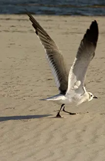 Atricilla: Laughing gull takes flight
