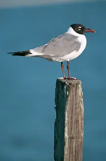 Atricilla: Laughing GULL - side view