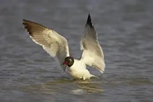 Atricilla: Laughing Gull - washing