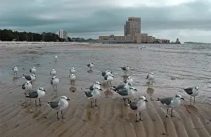 Atricilla: Laughing Gulls