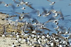Atricilla: Laughing Gulls