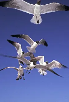 Atricilla: Laughing Gulls