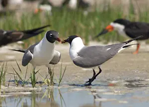 Share: Laughing Gulls
