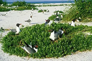 Atricilla: Laughing Gulls