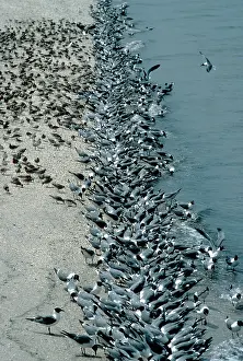 Atricilla: Laughing Gulls - eating horseshoe crab eggs
