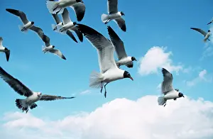 Atricilla: Laughing GULLS - in flight