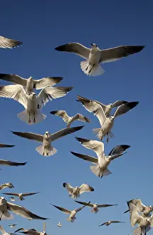 Atricilla: Laughing gulls in flight
