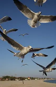 Atricilla: Laughing gulls in flight