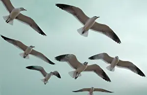 Atricilla: Laughing gulls in flight