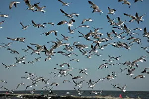 Horseshoe: laughing gulls, flying after feeding on horseshoe crab e