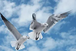 Laughing: Laughing gulls - Holbox Mexico