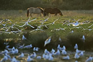 Heaths: Laughing gulls and Horses Henson Baie de Somme France