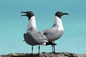 Laughing: Two Laughing gulls (Larus atricilla), animal couple