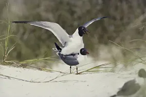 Atricilla: Laughing Gulls Mating