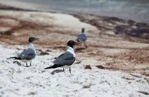 Slick: Laughing Gulls on Oily Beach
