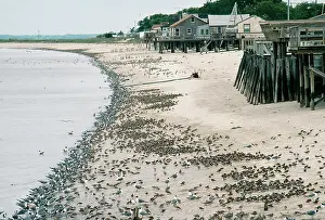 Groynes: Laughing GULLS - with shorebirds eating Horseshoe Crab eggs